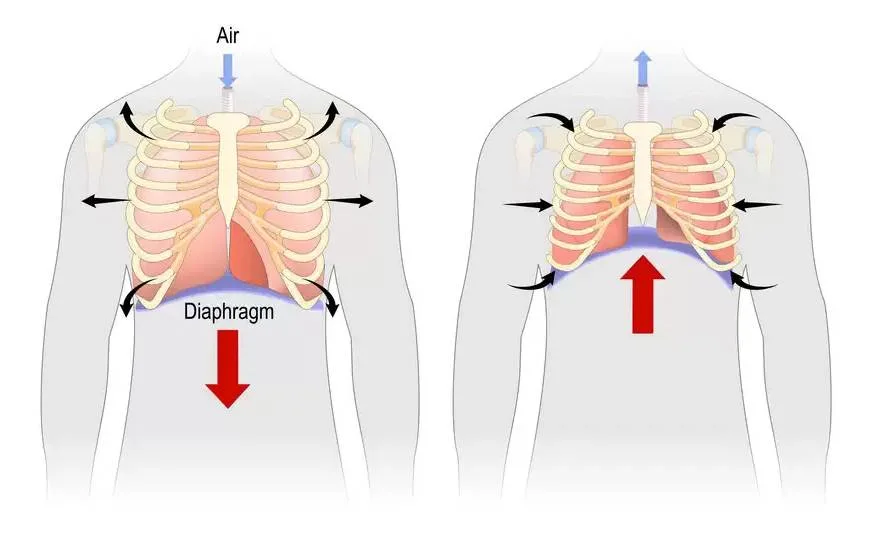 Visualisation of the diaphragm as it expands and contracts with good breath support in singing.